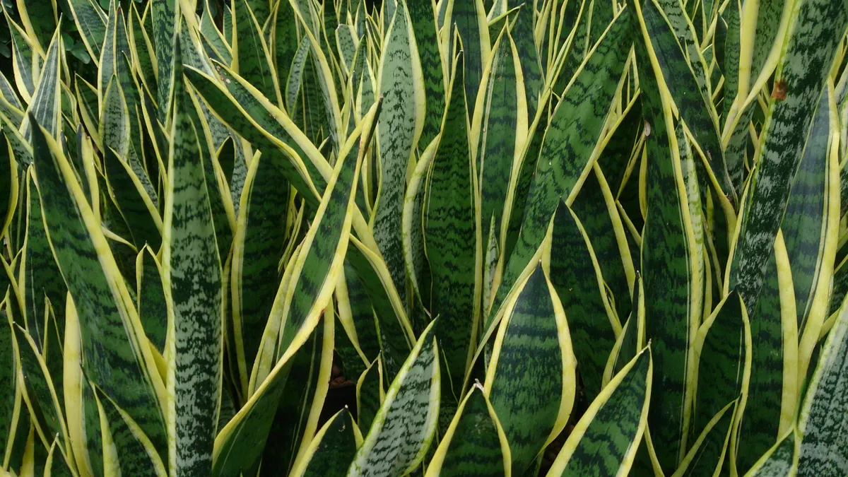 Foto tanaman Lidah Mertua (Sansevieria)