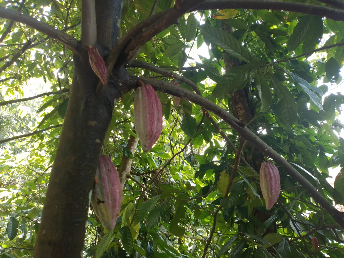 Foto tanaman Kakao (Coklat)