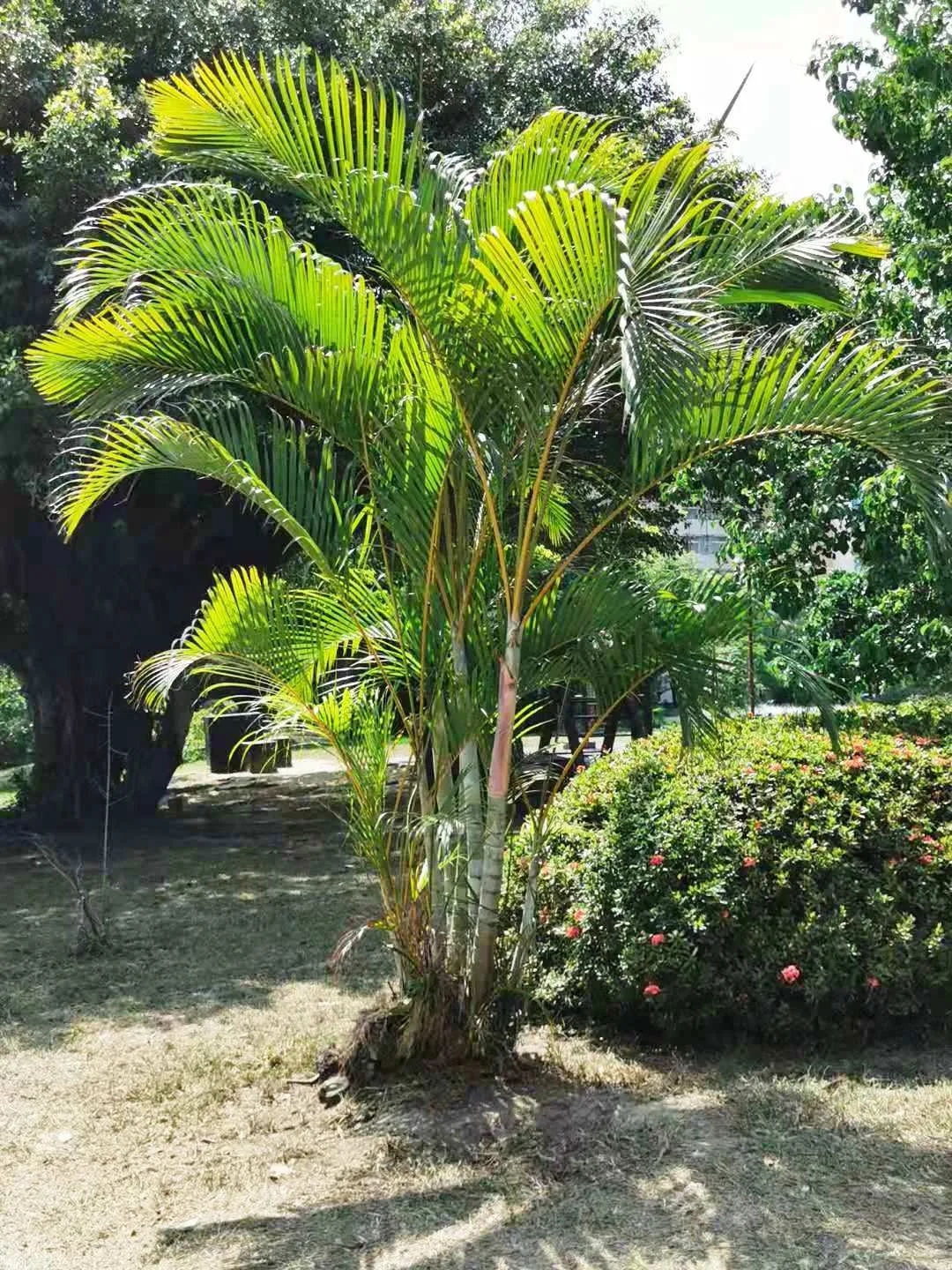 Foto tanaman Palem Kuning