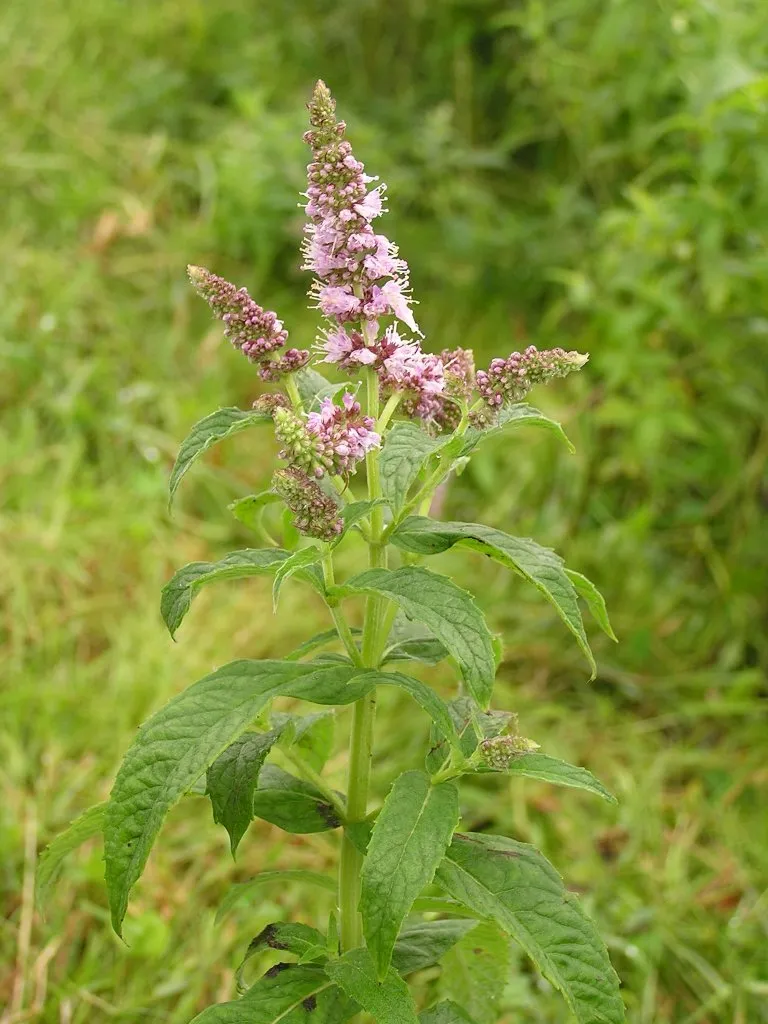 Daun Mint