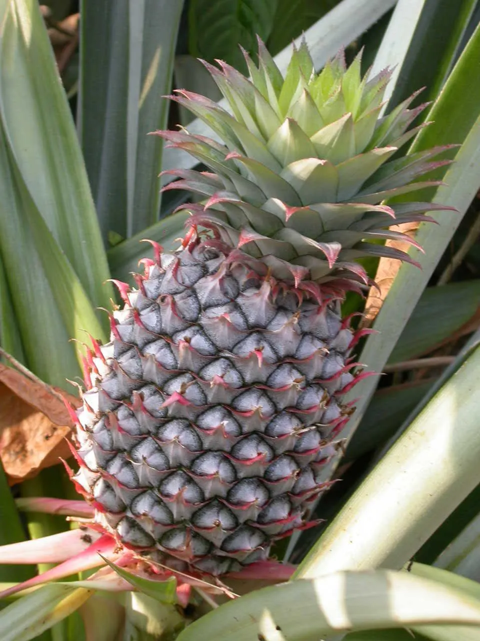 Bromelia