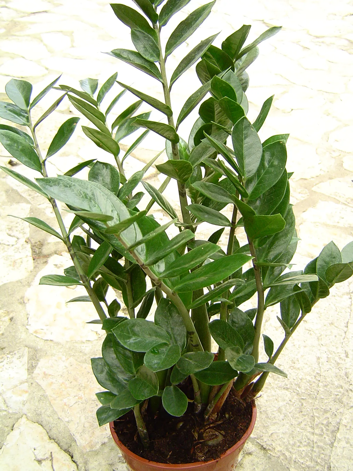 Foto tanaman ZZ Plant (Pohon Dolar)